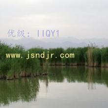 λ