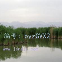 λ