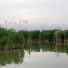 λ